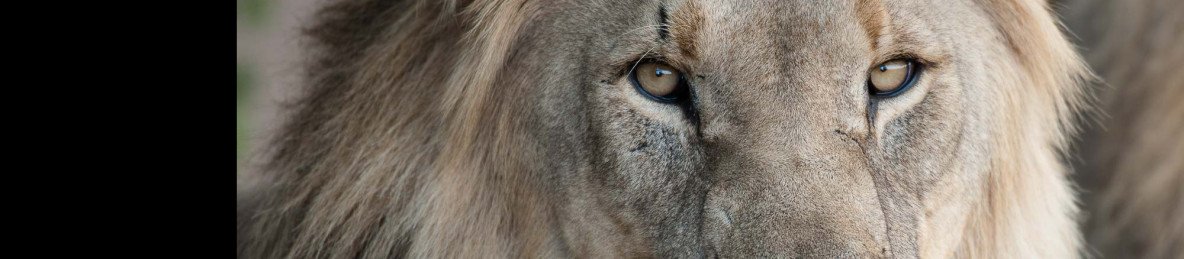 2-Day Overnight Safari at Dinokeng Game Reserve