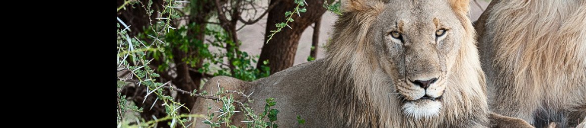 5-Day Malaria-Free Madikwe Safari