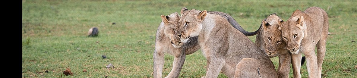 5-Day Sabi Sand or Greater Kruger Lodge/Glamping Safari