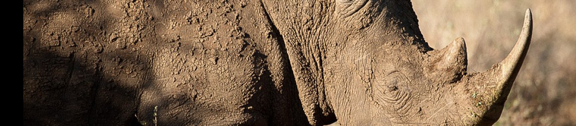 ½-Day Guided Sunset Game Drive at Dinokeng Game Reserve
