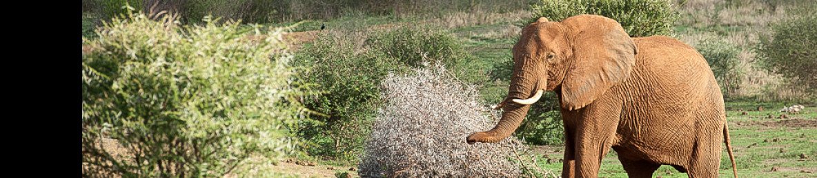 3-Day Pilanesberg Big Five Bush Adventure
