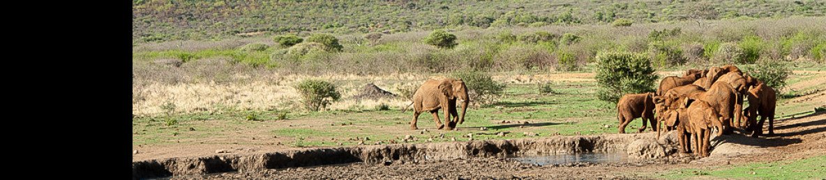 4-Day Adventure – Madikwe Wildlife Safari