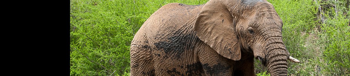 4-Day Malaria-Free Fly-in Safari Adventure