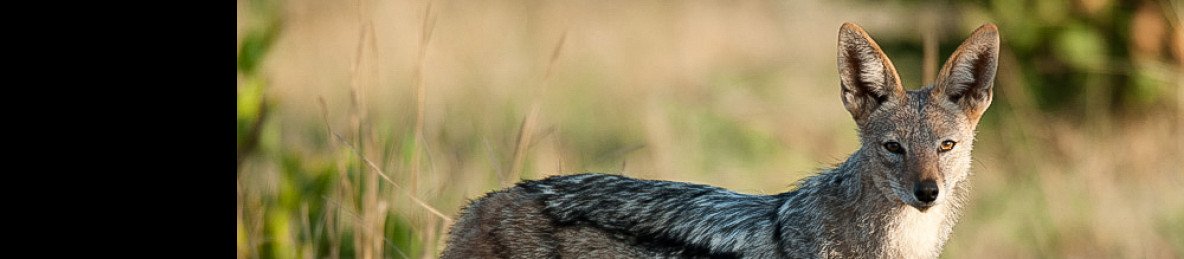 1-Day Full Game Drive Safari at Dinokeng Game Reserve