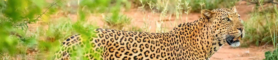 12-Day City Lights (Cape Town) & Safari Nights (Kruger)