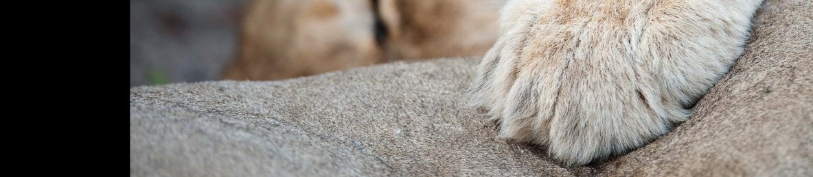 2-Day Madikwe Game Reserve Safari at Buffalo Ridge Lodge