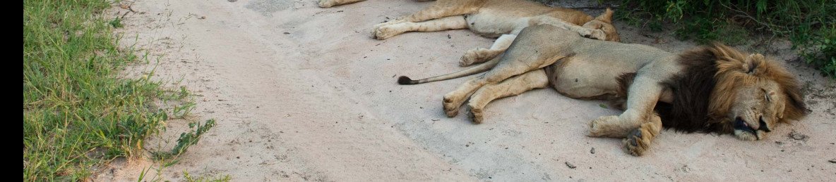 4-Day Budget Sekekama Safari Fly in from Cape Town