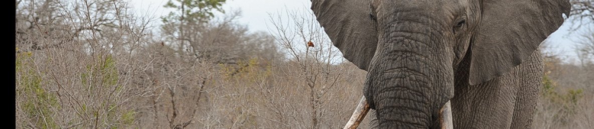5-Day Kruger Park and Manyeleti Reserve Bongan Lodge
