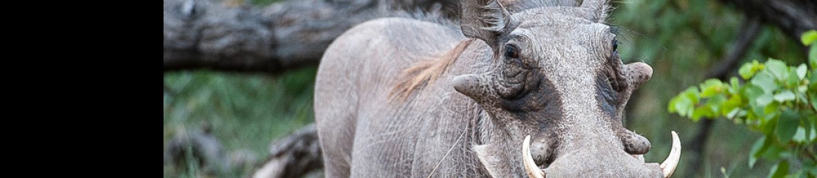 5-Day Sabi Sands Elephant Plains Lodge Safari