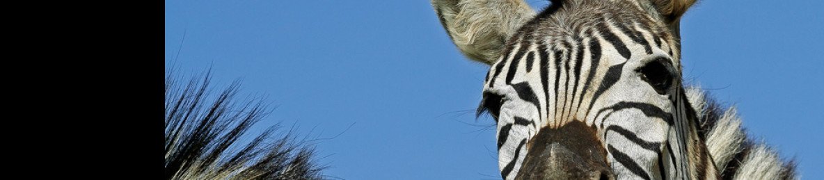 4-Day Sabi Sand Safari with Umkumbe Safari Lodge
