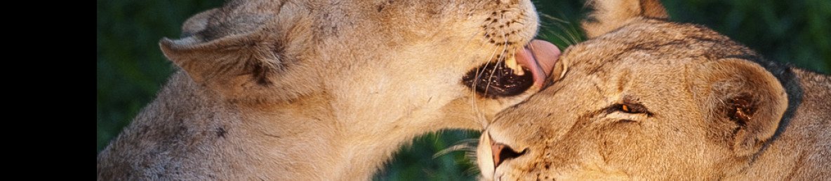12-Day Exclusive Safari and Cape Splendour