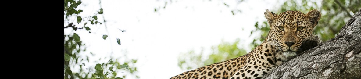 5-Day Malamala Exclusive Fly in Safari