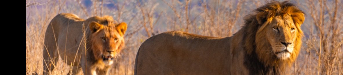 5-Day Sabi Sands + Kruger Park Combo Safari
