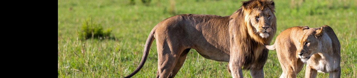 4-Day Pilanesberg Big Five Safari – Budget Adventure