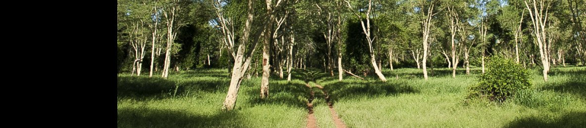 5-Day Sabi Sands & Kruger Park Safari Package