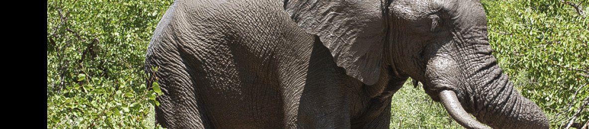 6-Day Kruger Safari & Eswatini Cultural Explorer
