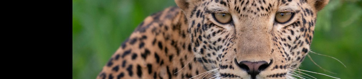 9-Day Classic Sabi Sand, Kruger and Cape Town Safari