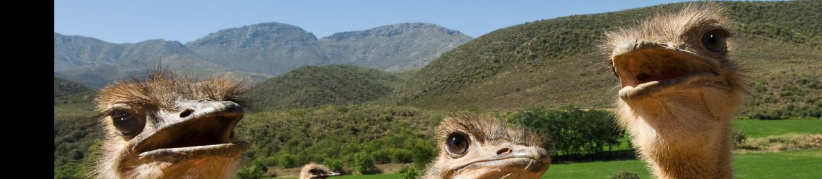 6-Day Garden Route & Addo Group Tour