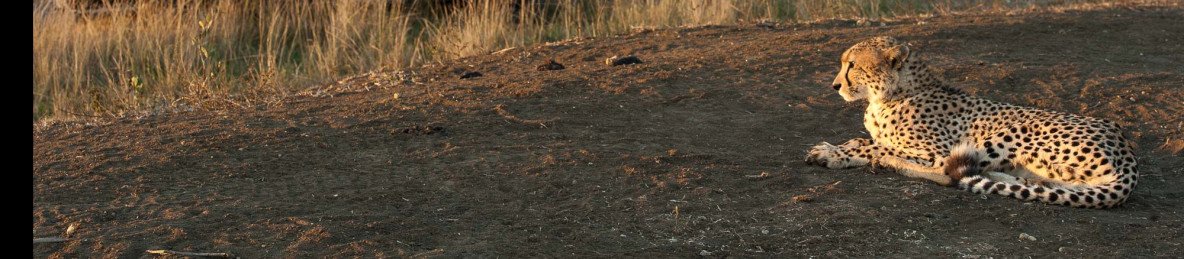 3-Day Sabi Sands Tented Safari