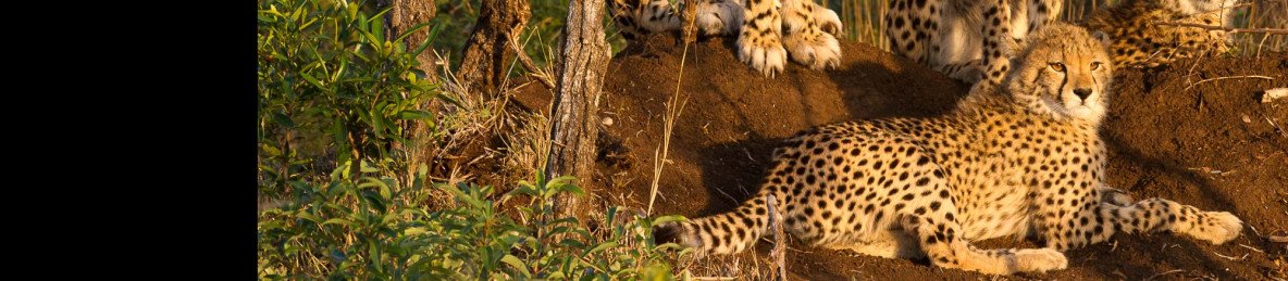 3-Day Panorama Route & Kruger Safari from Johannesburg