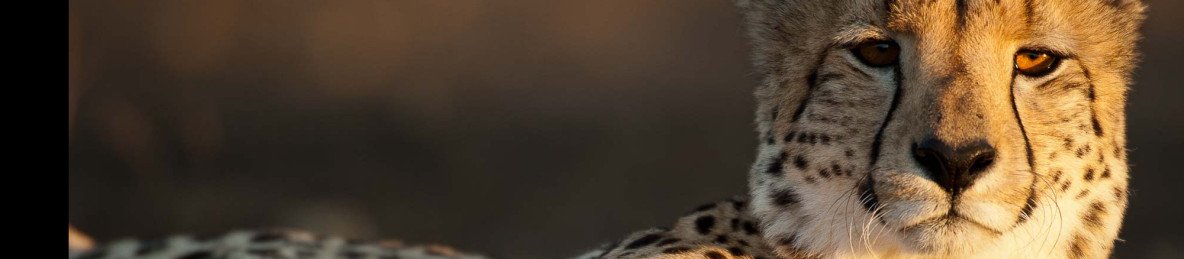2-Day Luxury Pilanesberg Private Lodge Safari