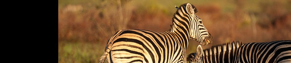 ½-Day Guided Safari Experience in Pilanesberg