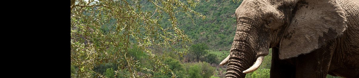 4-Day Timbavati Safari with Kambaku Safari Lodge