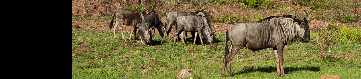 2-Day Wildlife Safari at Pilanesberg