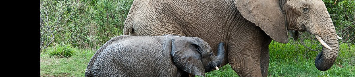 2-Day Southern Kruger Safari – near Sabi Sands
