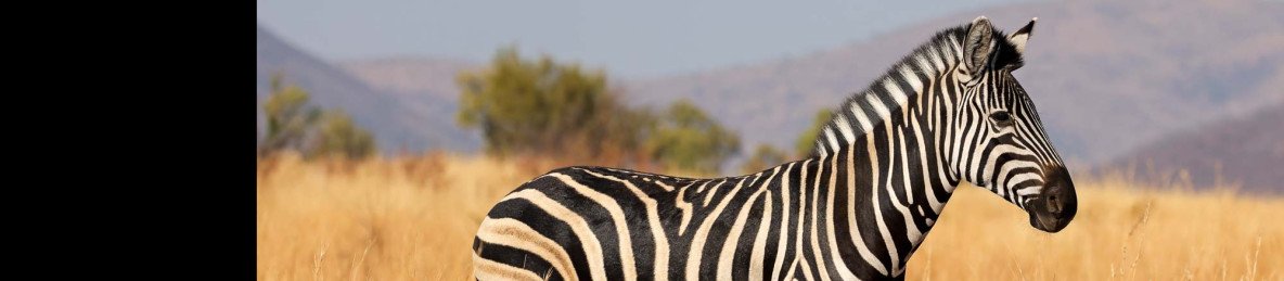 3-Day Luxury Safari at Ivory Tree Game Lodge