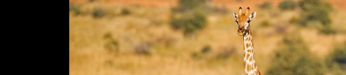 4-Day Luxury Safari at Ivory Tree Game Lodge