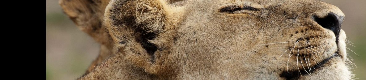 3-Day Kruger South - Aha Buffalo Rock Safari Camp