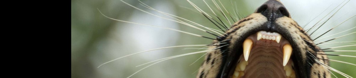 5-Day Midrange Kruger Tented Safari & 2 Sabi Sand Drives