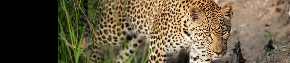 5-Day Kruger Park and Private Game Reserve Experience