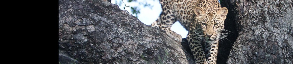 3-Day Midrange Kruger Tented Safari & 2 Sabi Sand Drives