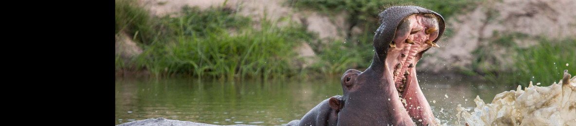 4-Day Kruger Park Safari Escape