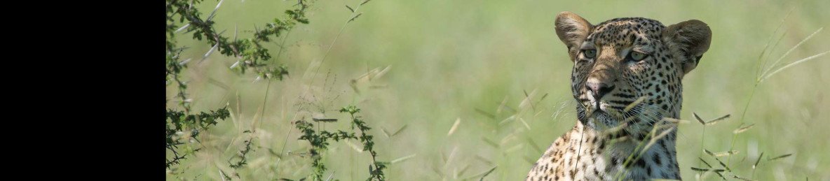 5-Day Budget Kruger Big Five Safari from Johannesburg
