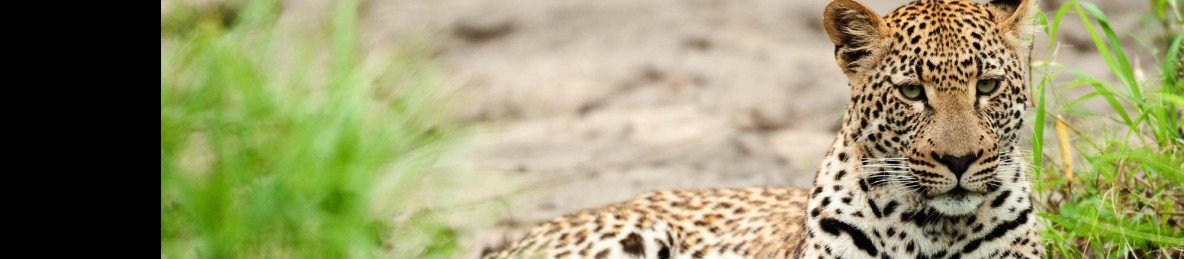 4-Day Sabi Sands Luxury Fly-in Safari