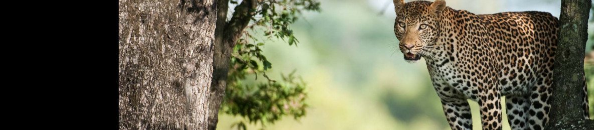 3-Day Budget Friendly Kruger Safari