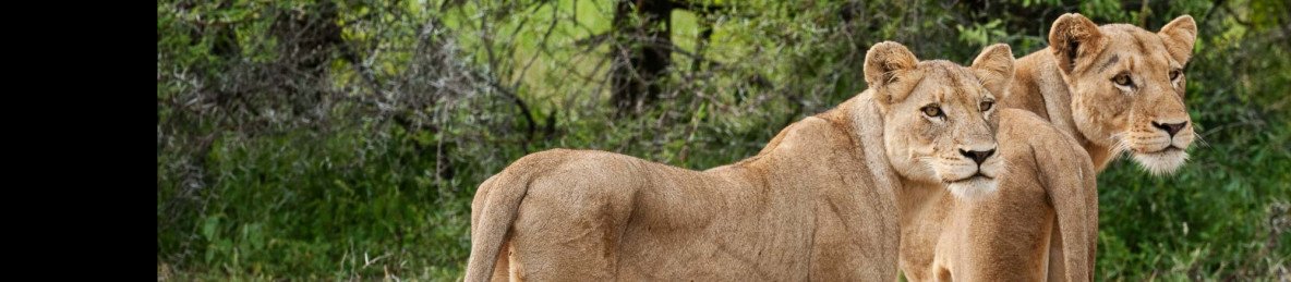 7-Day 4-Star Kruger & Mozambique Beach Safari