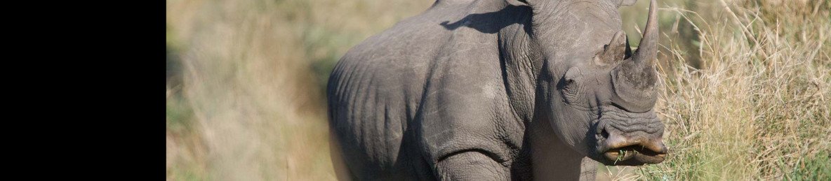 3-Day Pilanesberg Camping & Big Five Adventure