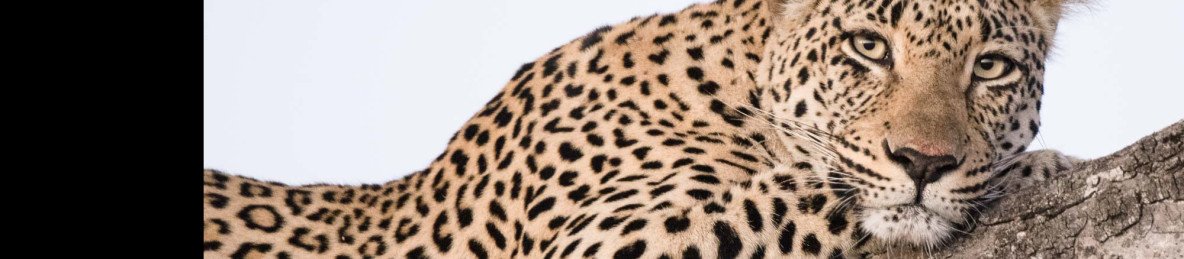 2-Day Kruger Safari from Johannesburg
