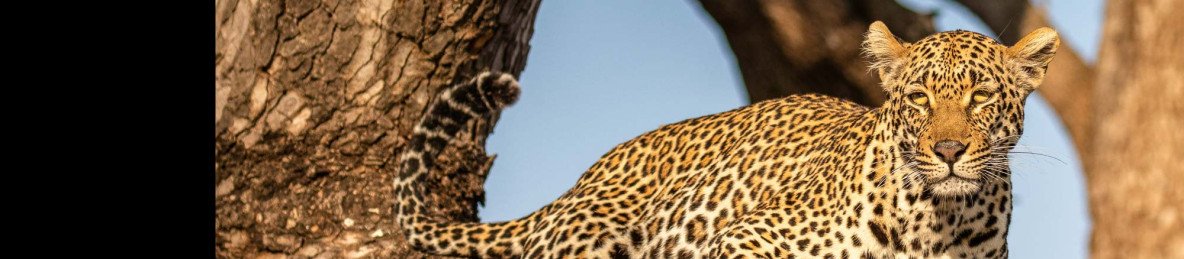 7-Day Kruger Safari - Sabi Sand & Thornybush