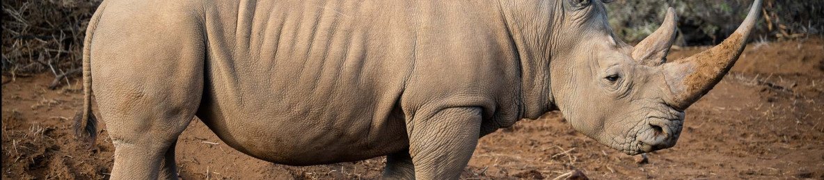 4-Day Kruger National Park Camping Adventure