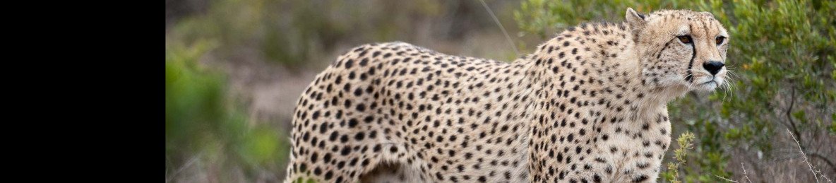 4-Day Eastern Cape Safari with Amakhala Safari Lodge