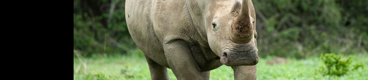 1-Day Rhino & Lion Safari from Johanensburg