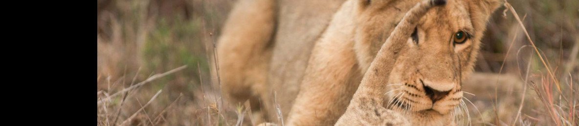 4-Day Adventure – Sabi Sands Safari Lodge Escape
