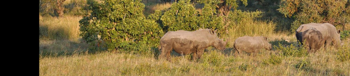 6-Day Kruger & Sabi Sands Safari Tour
