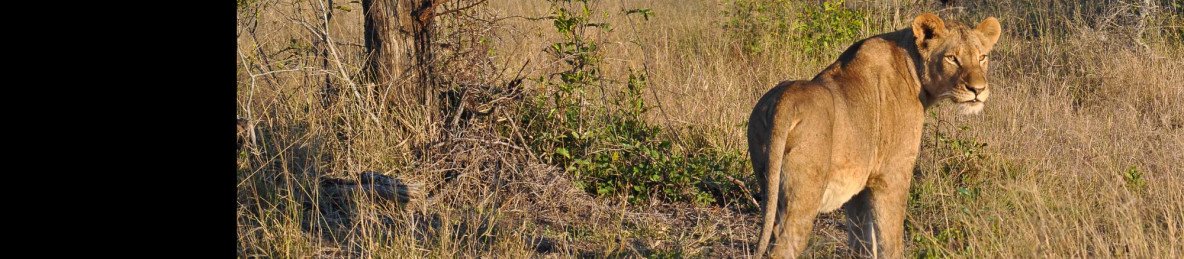 3-Day Kruger Wildlife Luxury Adventure