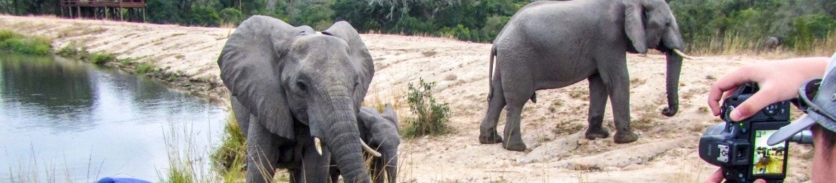 3-Day Kruger Park and Manyeleti Reserve Bongan Lodge
